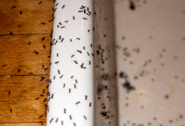 Best Flea Control Services  in Barview, OR